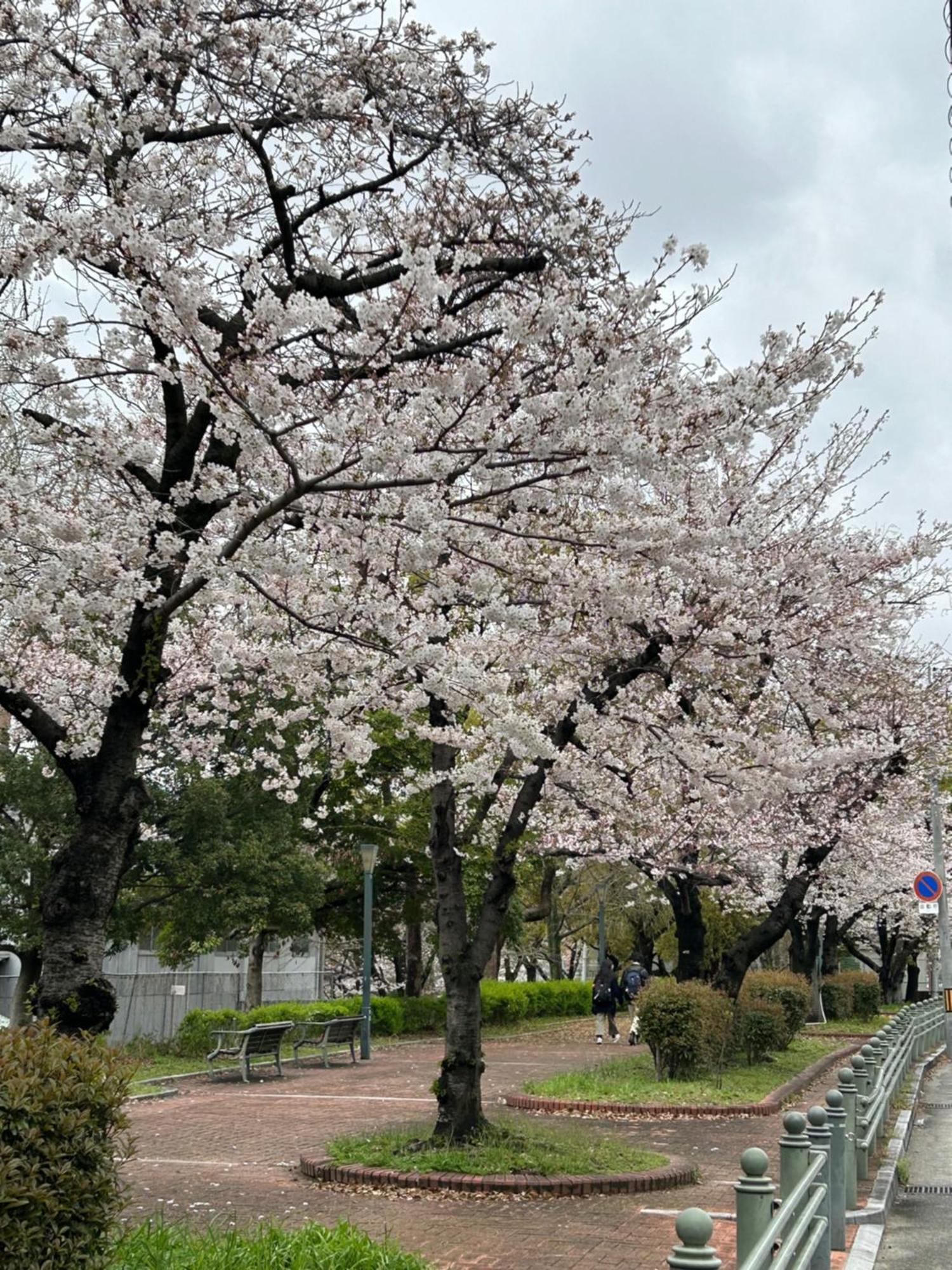 Noah Grande (adults Only) Ōsaka